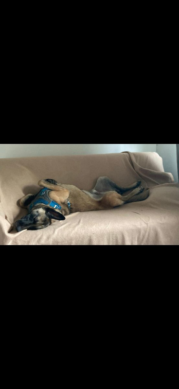 Photo #1 de Ursu (SOS)