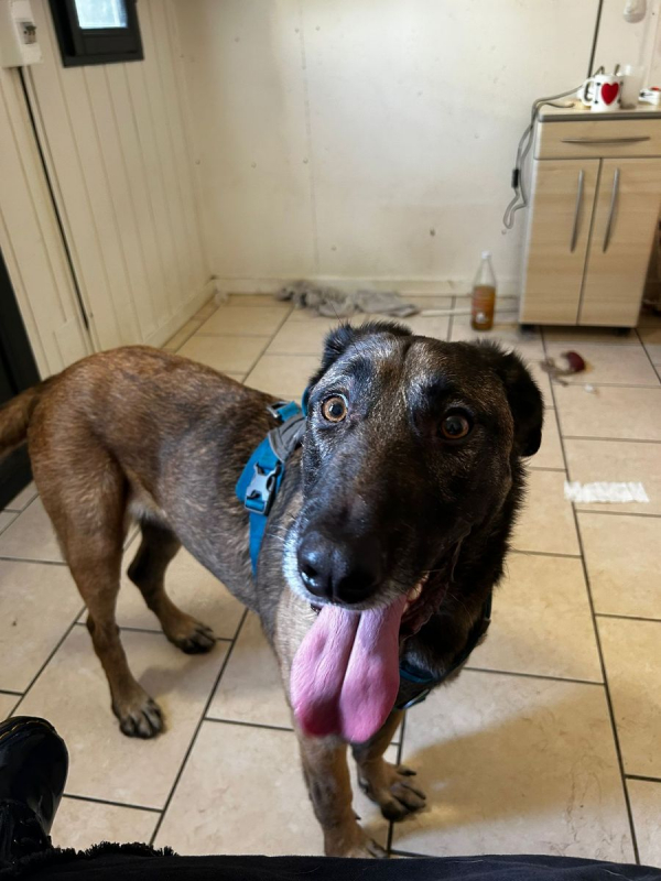 Photo #2 de Ursu (SOS)