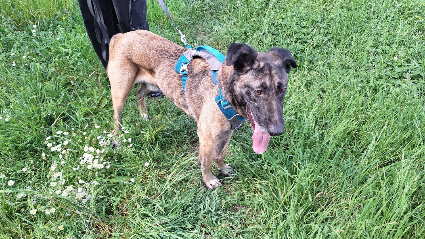 Photo #4 de Ursu (SOS)