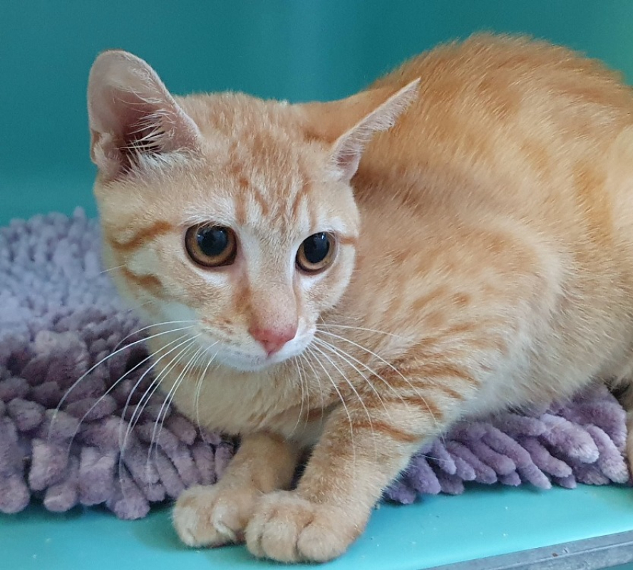 Photo de Mochi