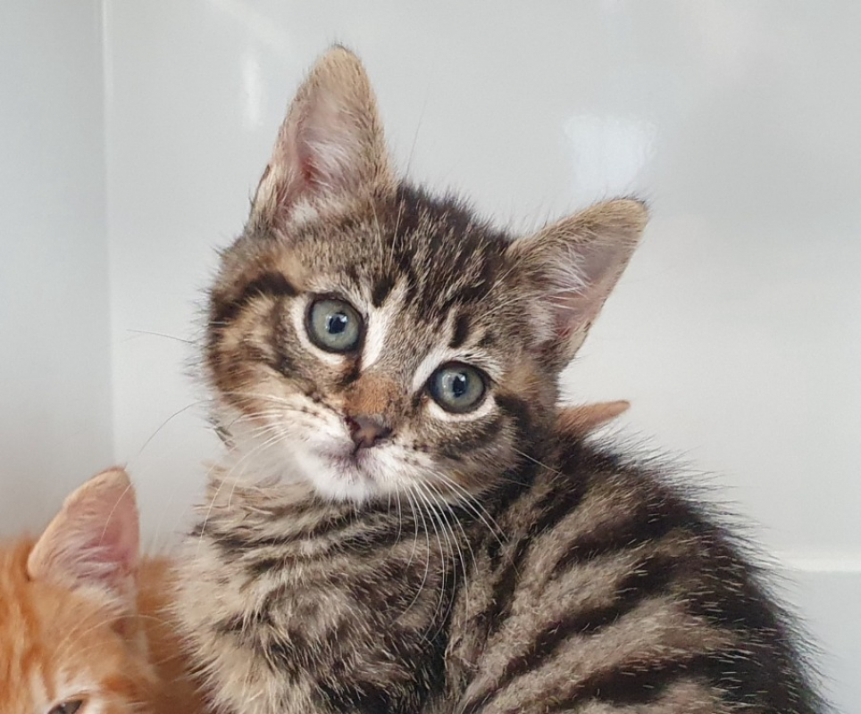 Photo de Mochi