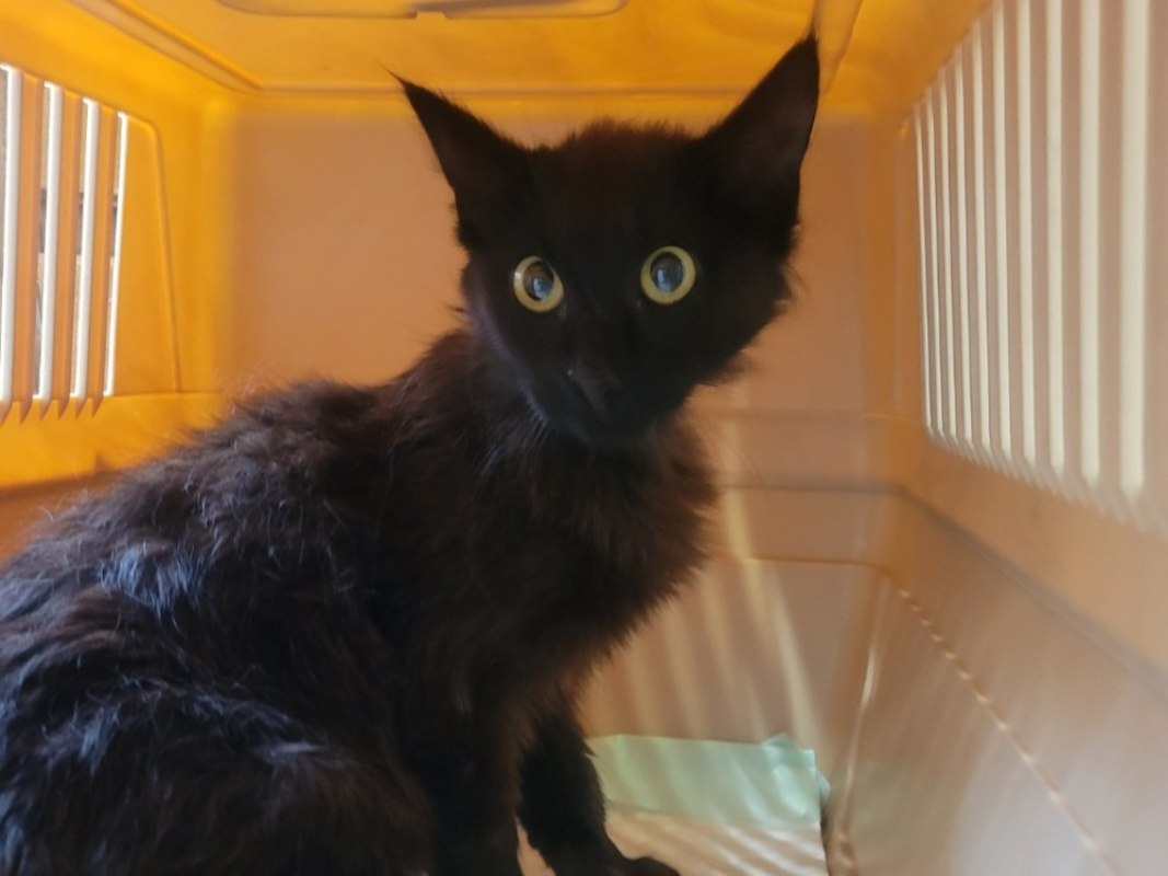 Bélier - Chat Européen à adopter