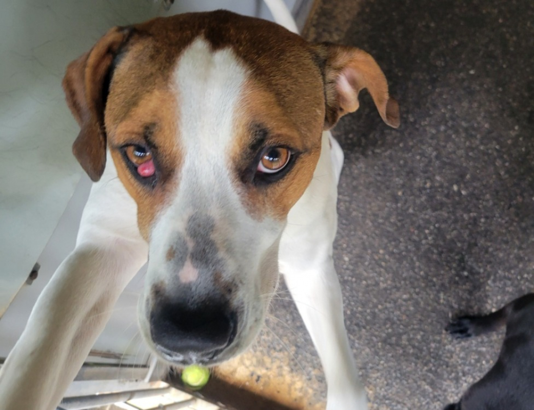 Tryx - Chien Braque allemand à poil court à adopter