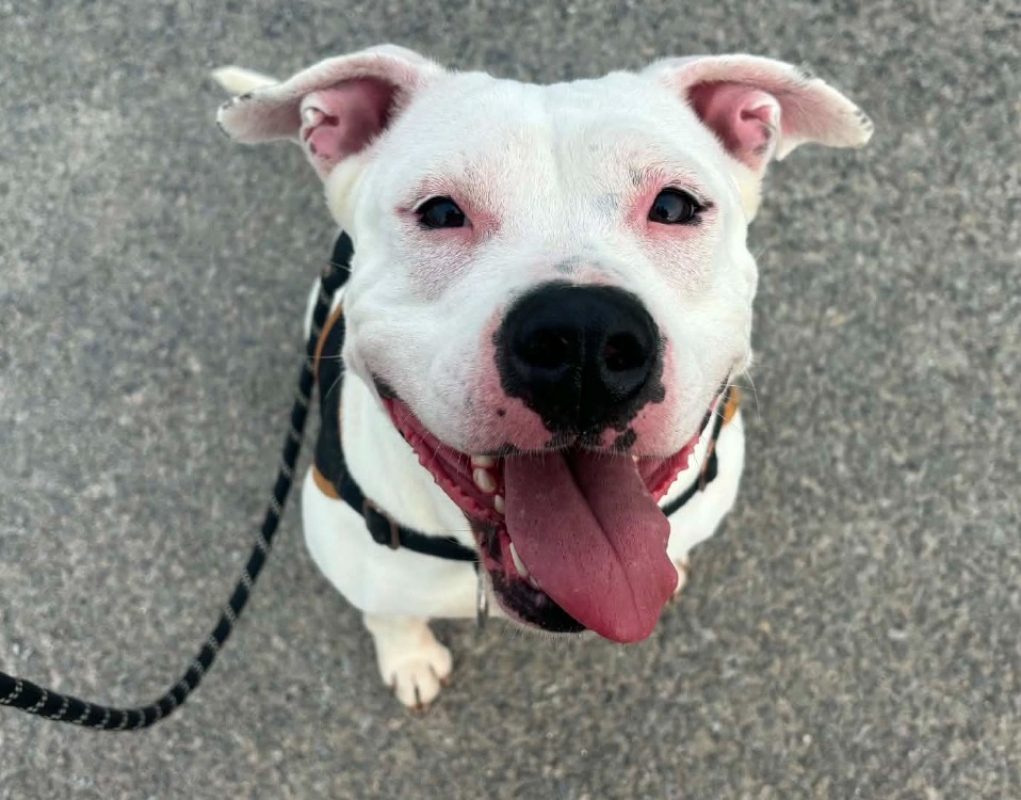 Athena - Chien à adopter