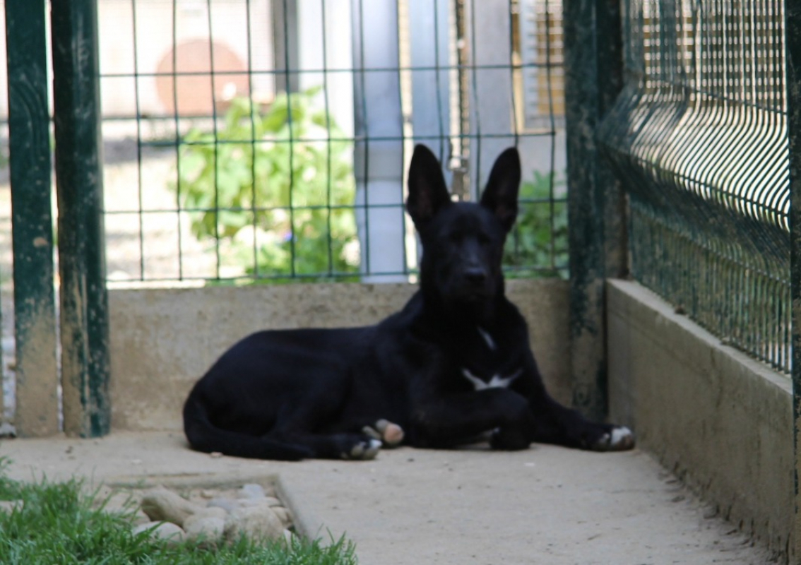 Photo de Cortex