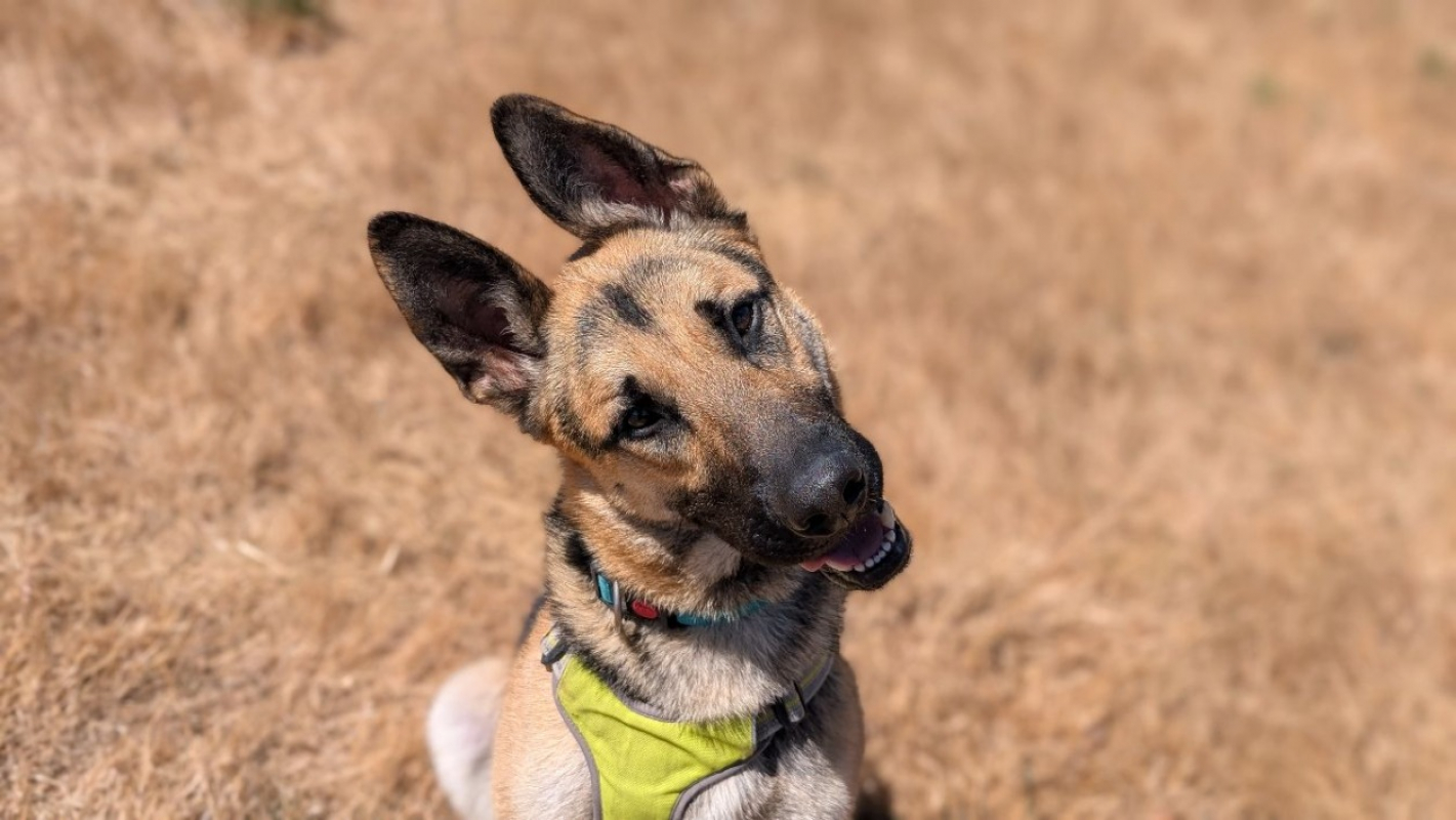 Rainbow - Chien Berger Allemand à adopter