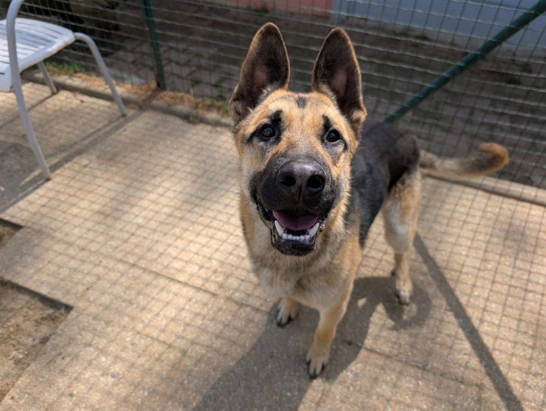 Rainbow - Chien Berger Allemand à adopter - photo 2