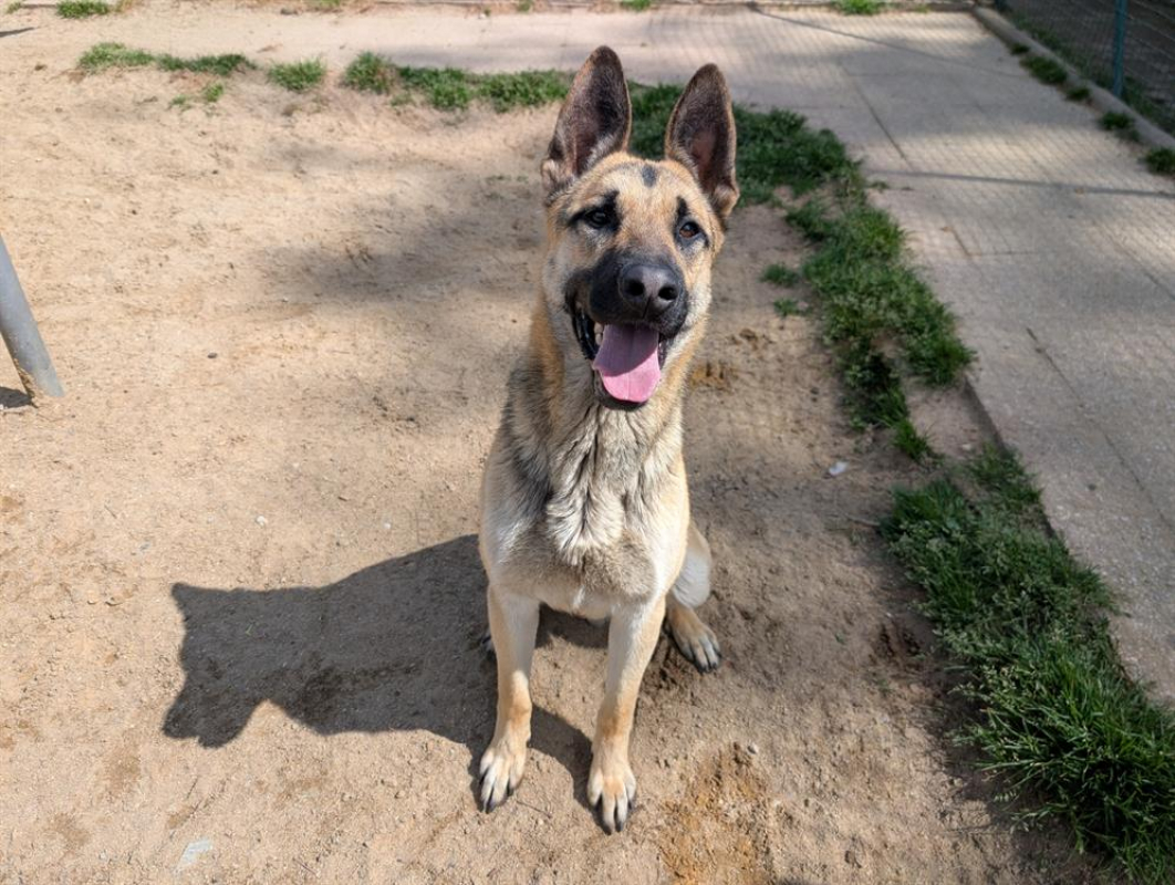 Rainbow - Chien Berger Allemand à adopter - photo 4