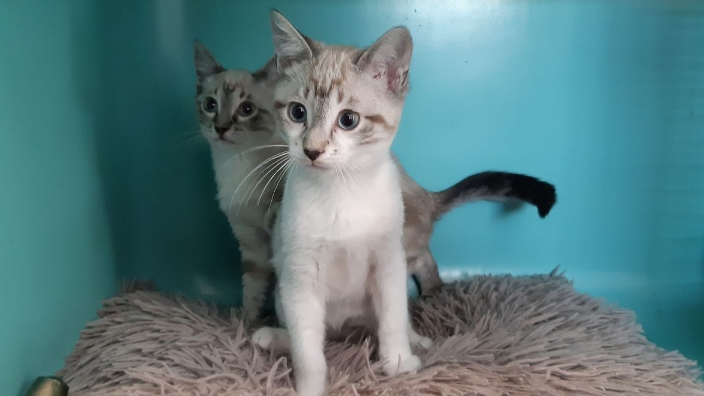 Poticha - Européen à adopter à Millau (12) - Animaux.fr