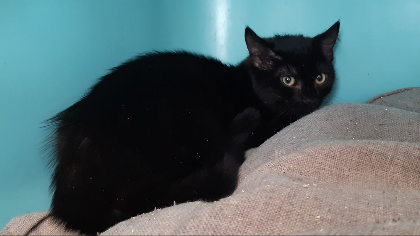Photo #2 de Potitenui
