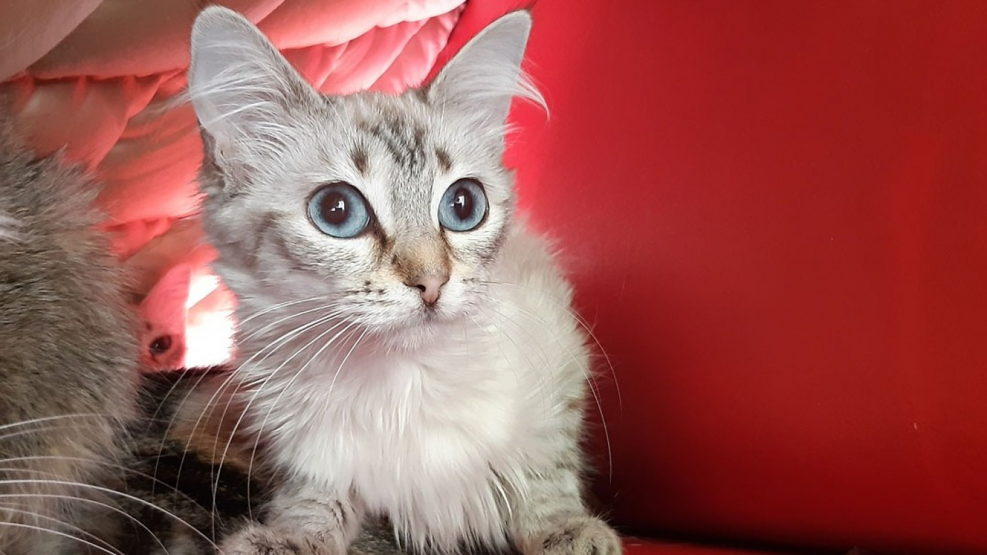 Photo de Mabiche