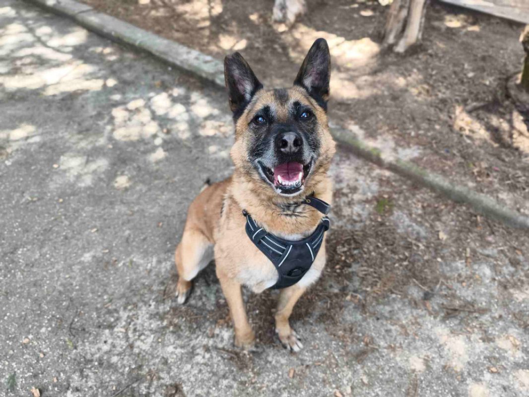 Max - Chien à adopter