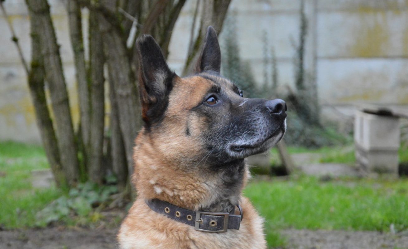 Max - Chien à adopter - photo 2