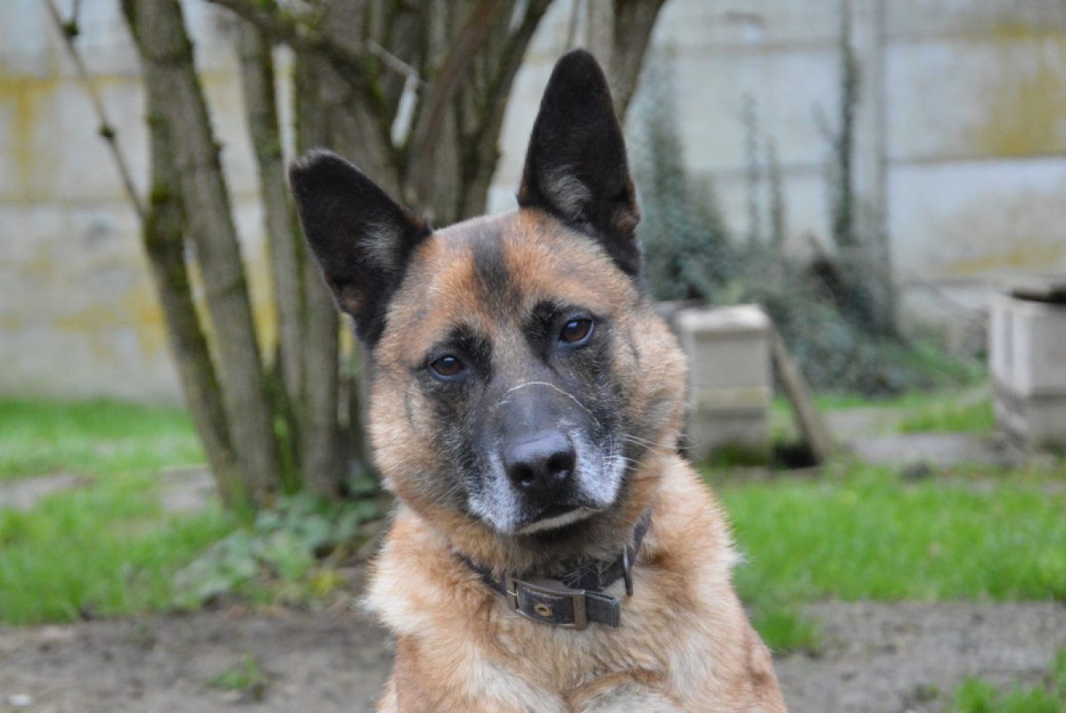 Max - Chien à adopter - photo 4
