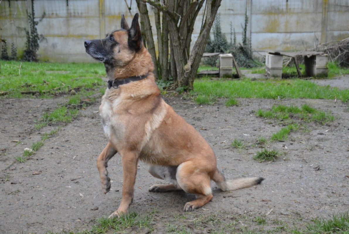 Max - Chien à adopter - photo 5