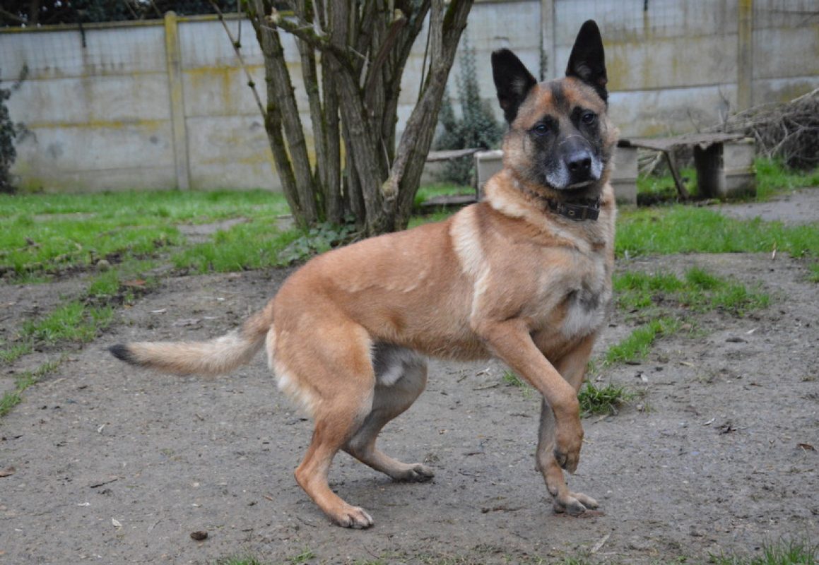 Max - Chien à adopter - photo 6