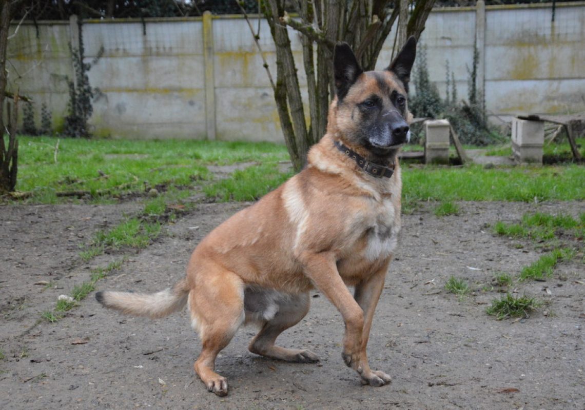 Max - Chien à adopter - photo 7