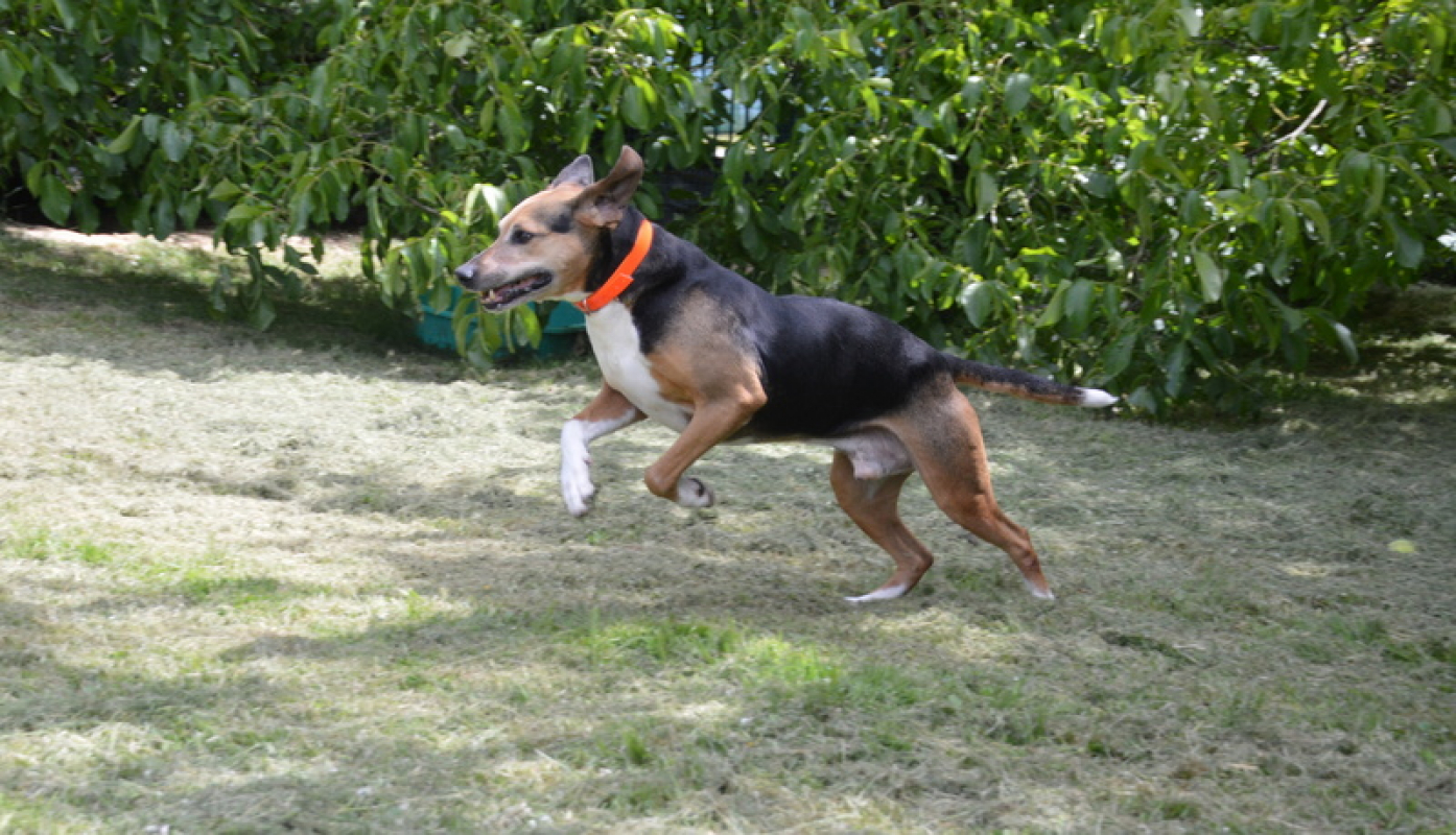 Photo #4 de Kalou