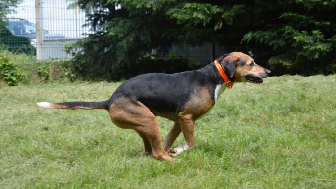 Photo #8 de Kalou
