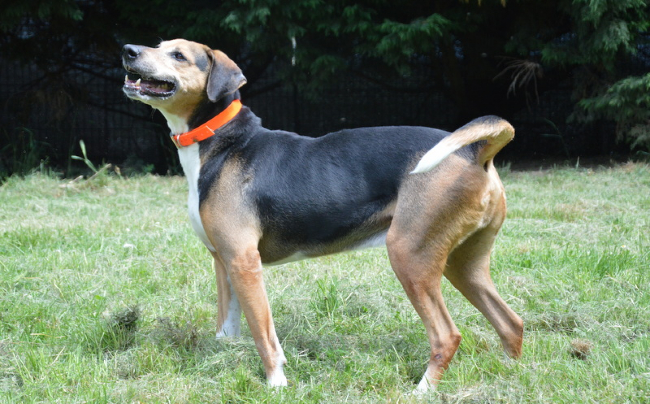Photo #13 de Kalou