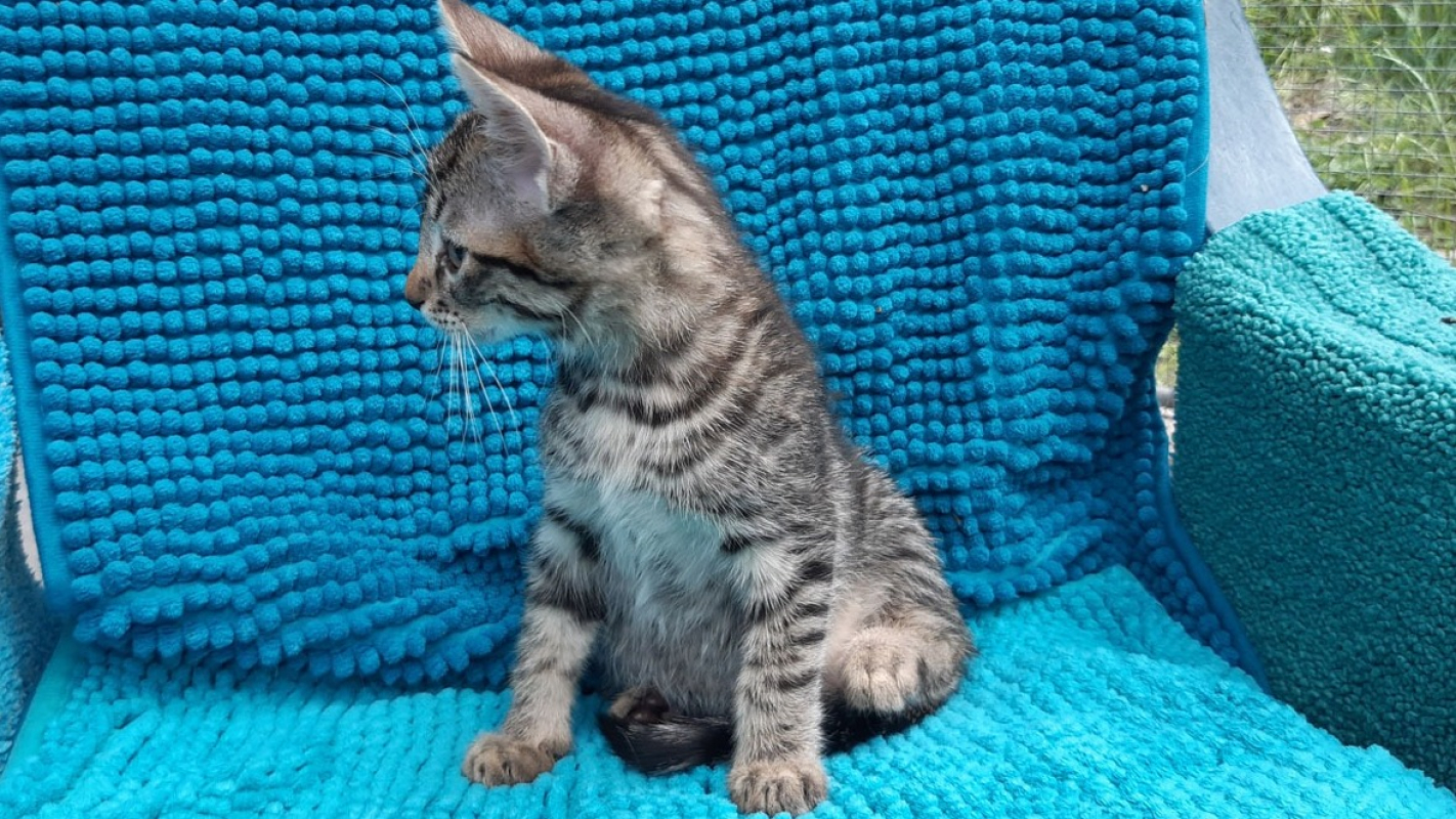 Photo #2 de Potijaguar