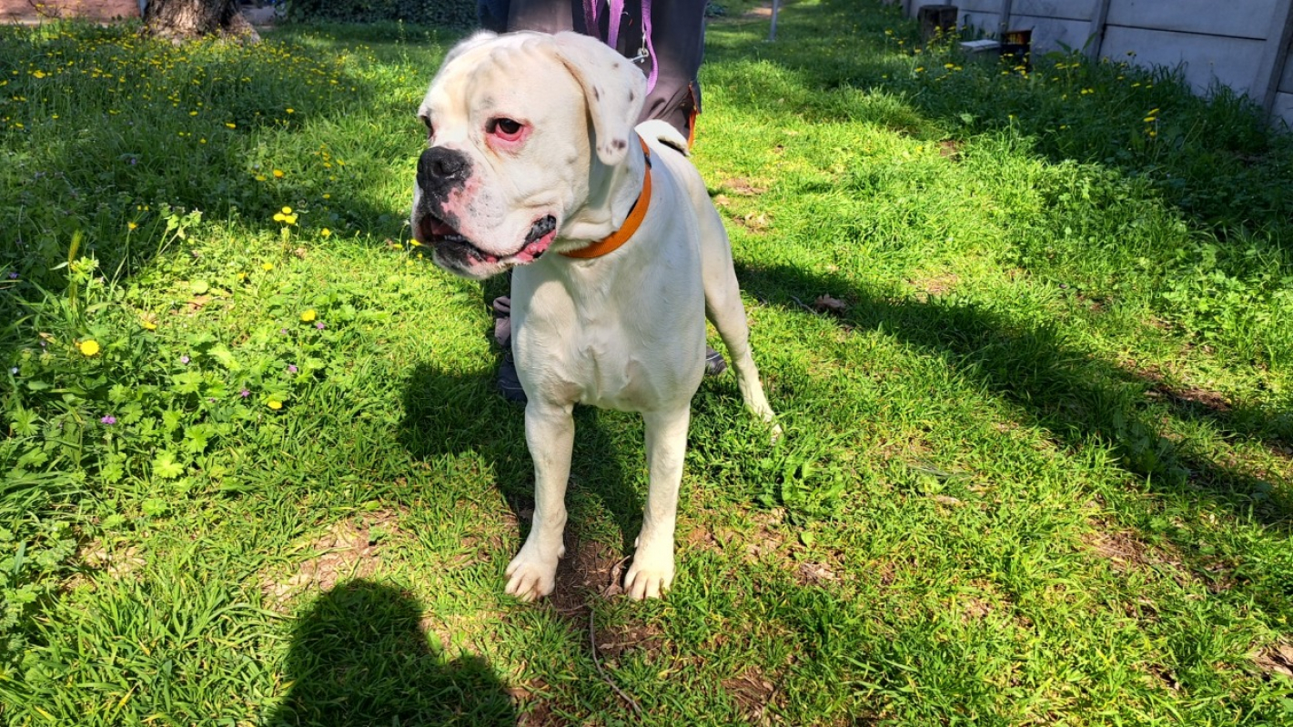 Venom - Chien Boxer à adopter