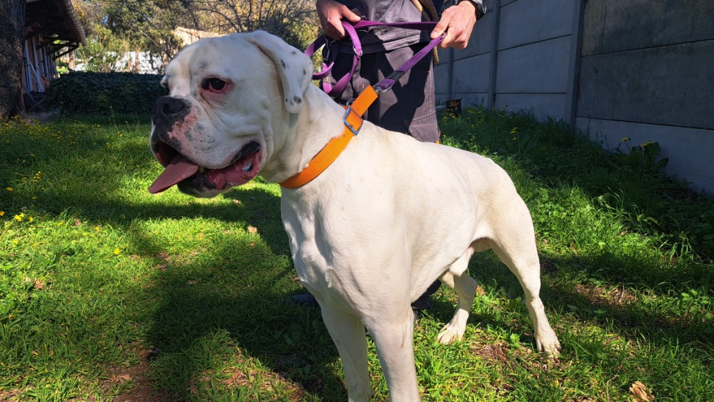 Venom - Chien Boxer à adopter - photo 2