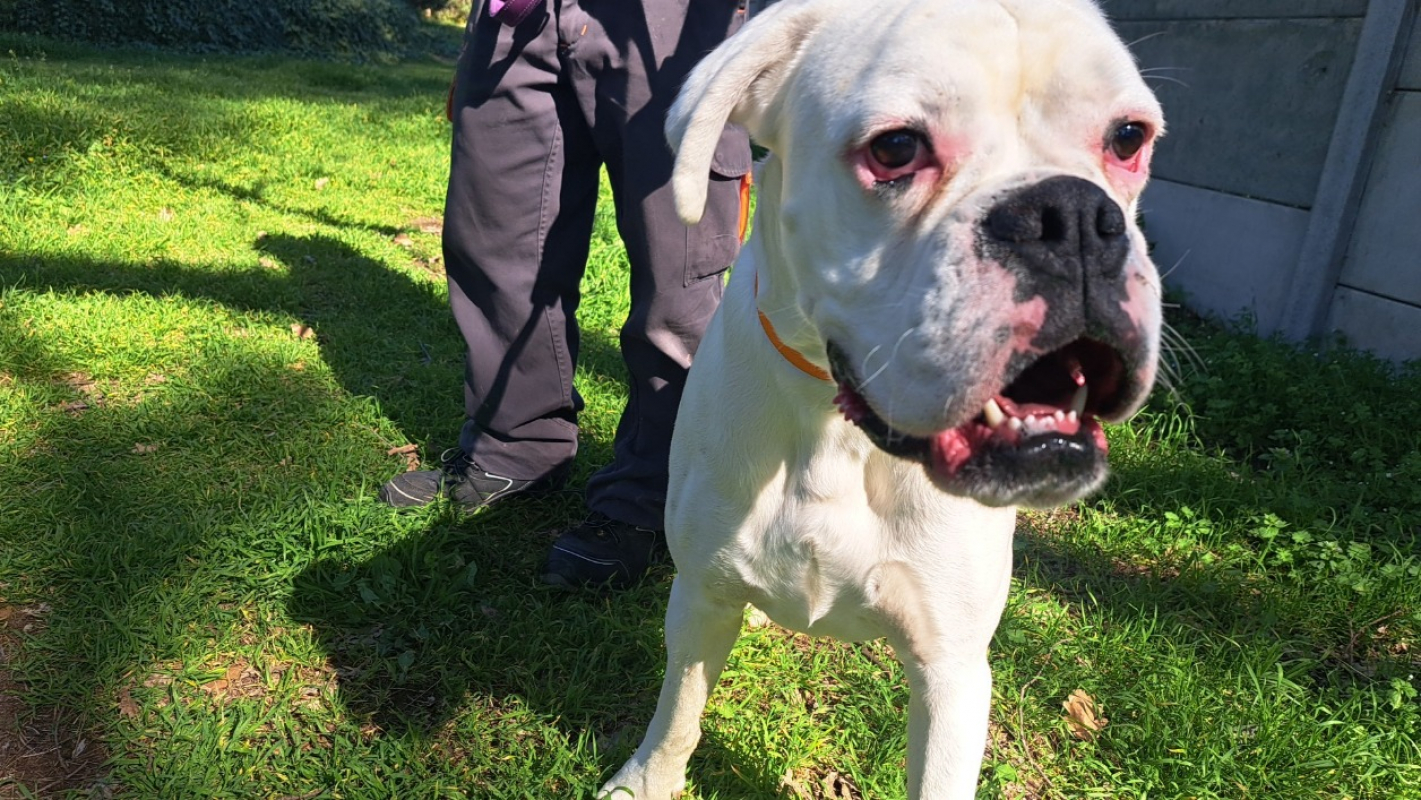 Venom - Chien Boxer à adopter - photo 3