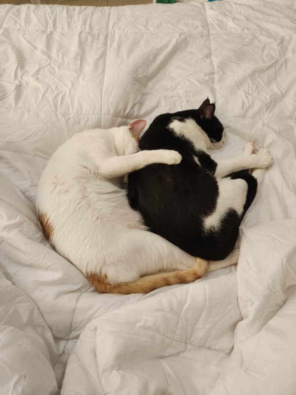 Photo #2 de Saiki et Kupid