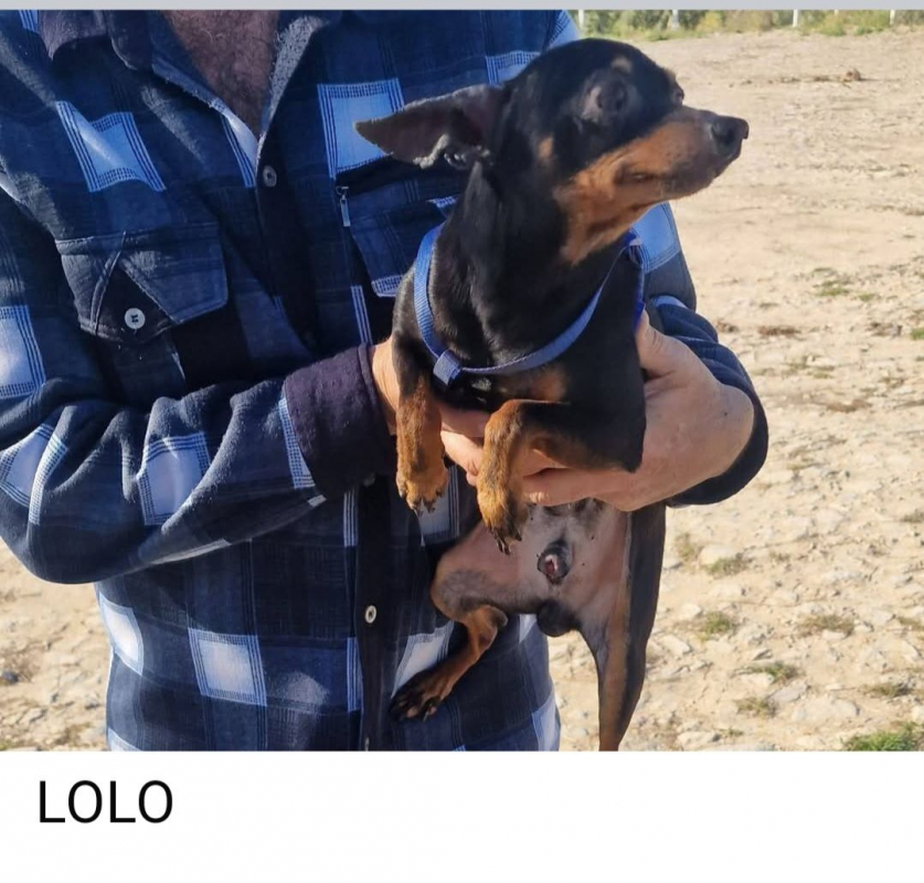 Photo #3 de Lola/F et Lolo/M