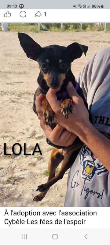 Photo #12 de Lola/F et Lolo/M