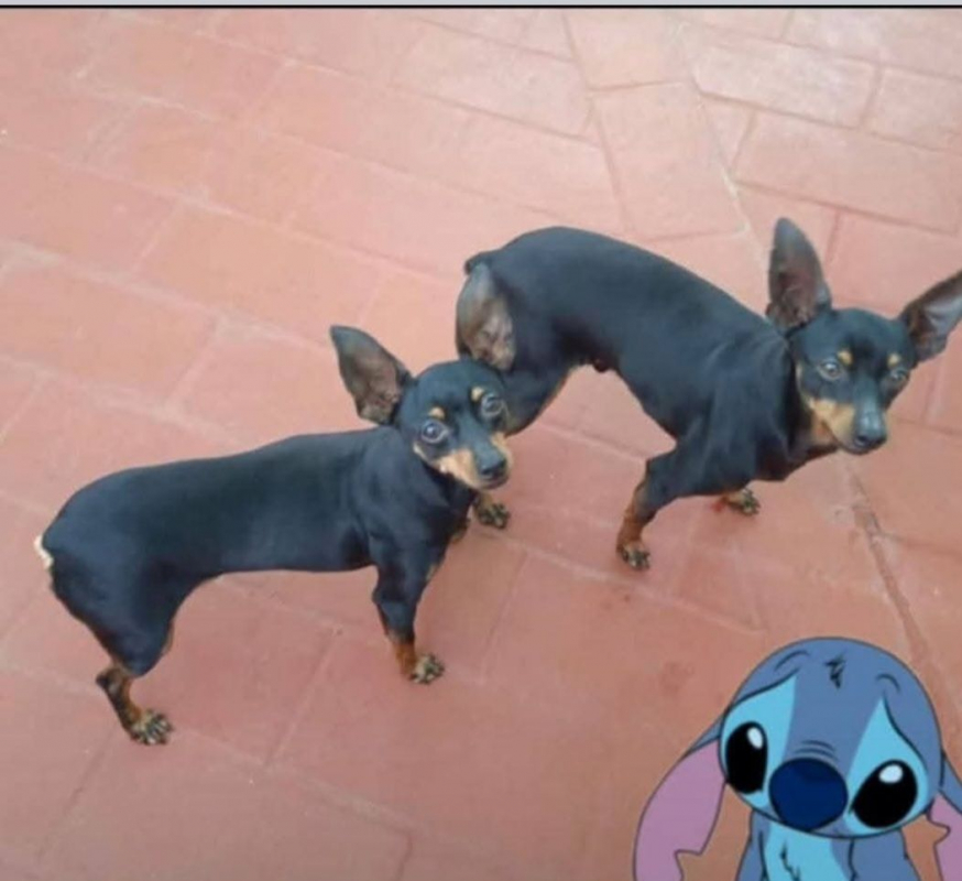 Photo #4 de Lola/F et Lolo/M