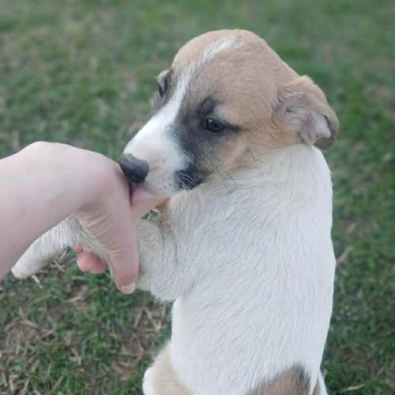 Photo #10 de BARNEY