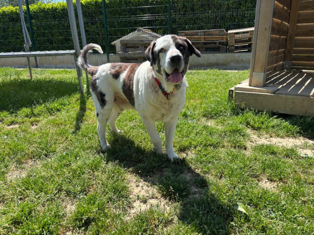 Grouver - Chien à adopter