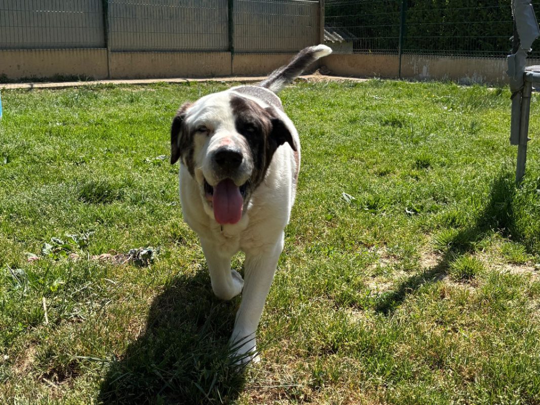 Grouver - Chien à adopter - photo 4