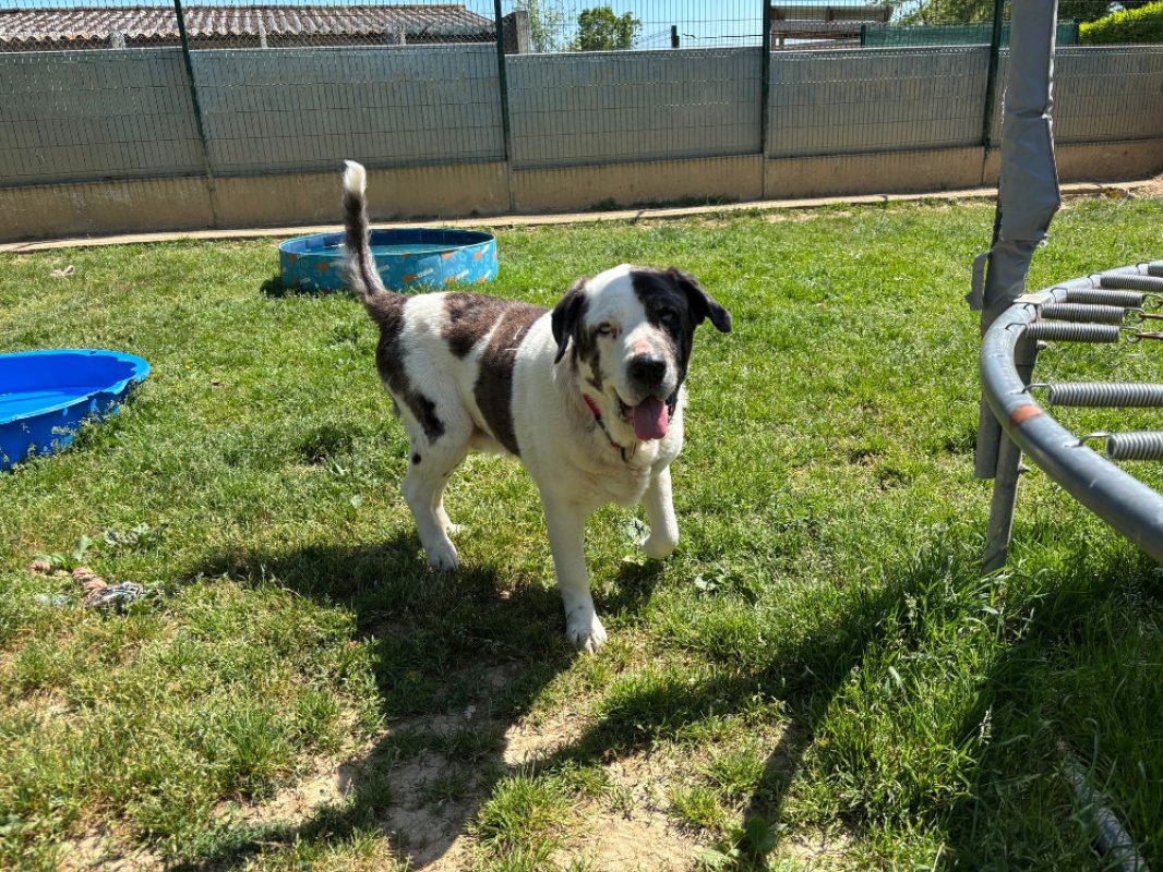 Grouver - Chien à adopter - photo 5