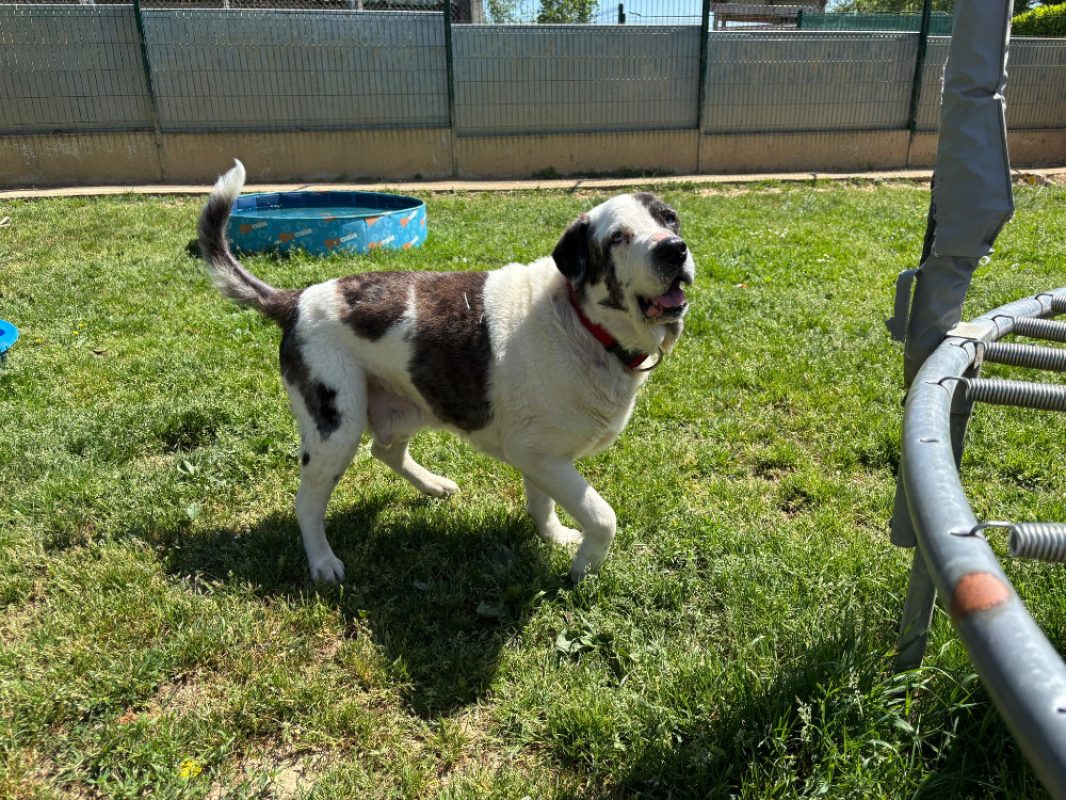 Grouver - Chien à adopter - photo 6