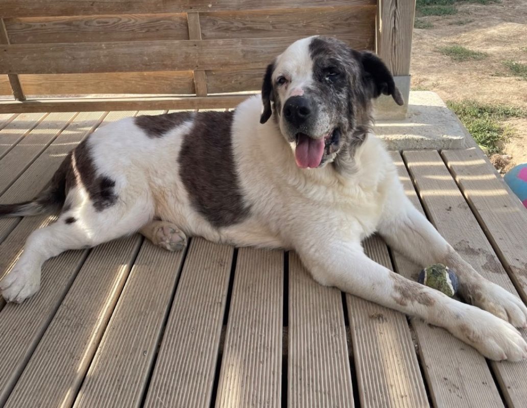 Grouver - Chien à adopter - photo 7