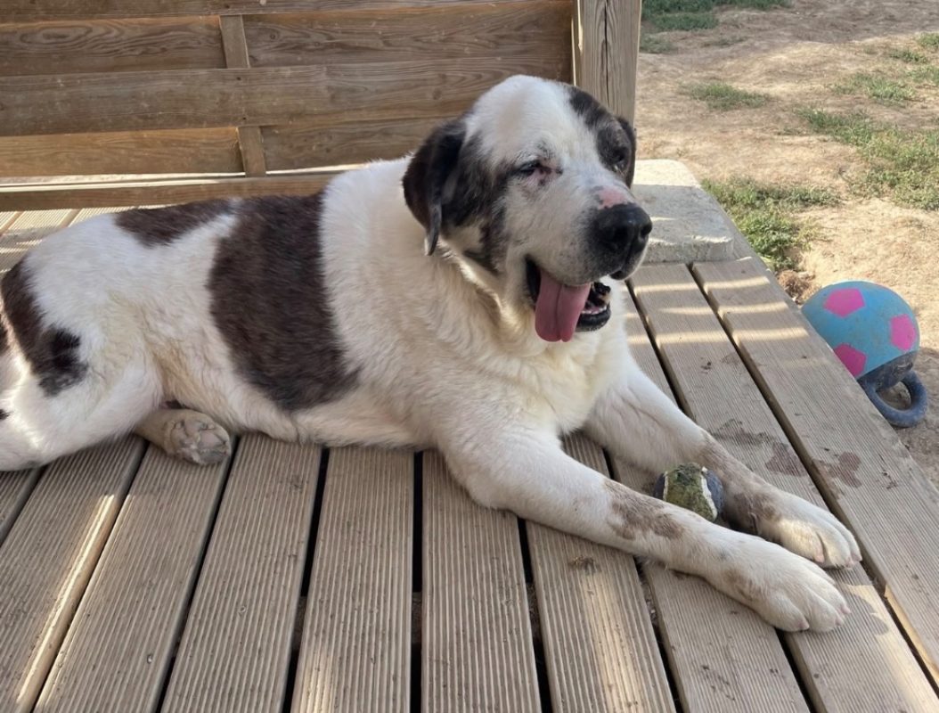 Grouver - Chien à adopter - photo 8
