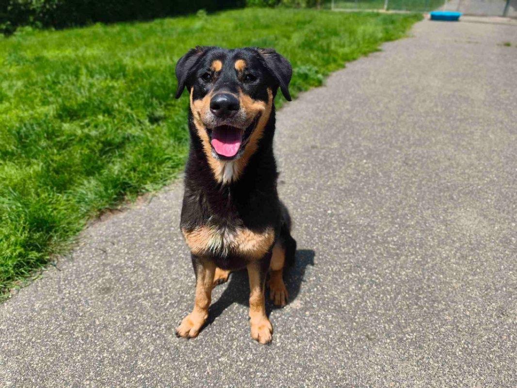 Tokyo - Chien à adopter