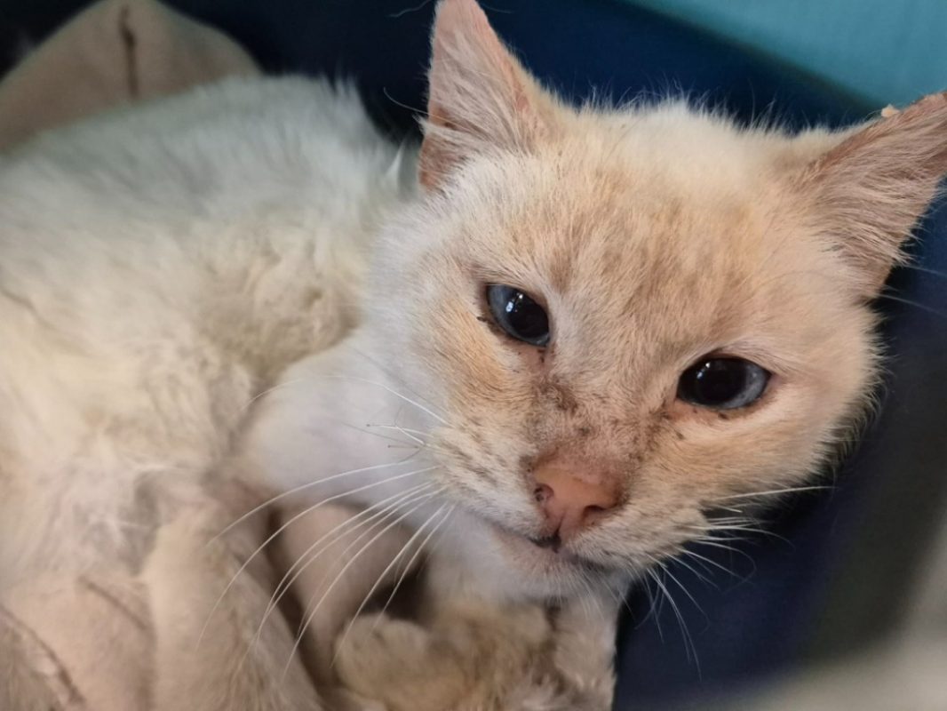 Parkinson - Chat Européen à adopter - photo 3