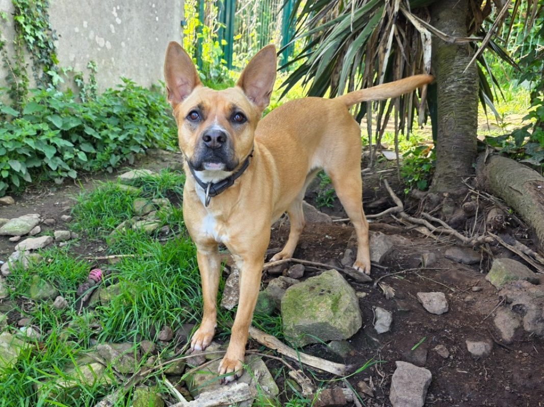 Saïka - Chien à adopter - photo 2