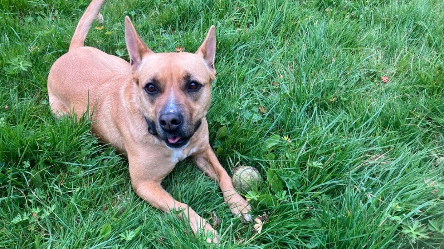 Saïka - Chien à adopter - photo 3