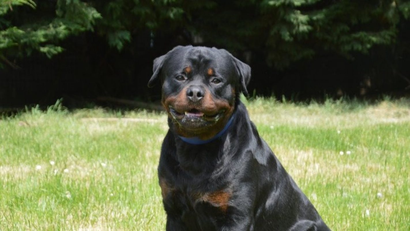 Volf - Chien Rottweiler à adopter