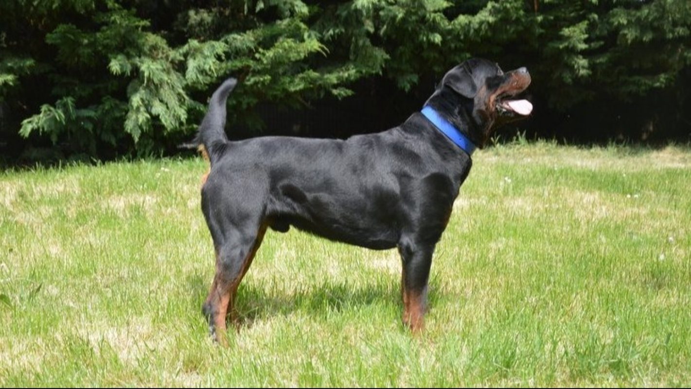 Volf - Chien Rottweiler à adopter - photo 2