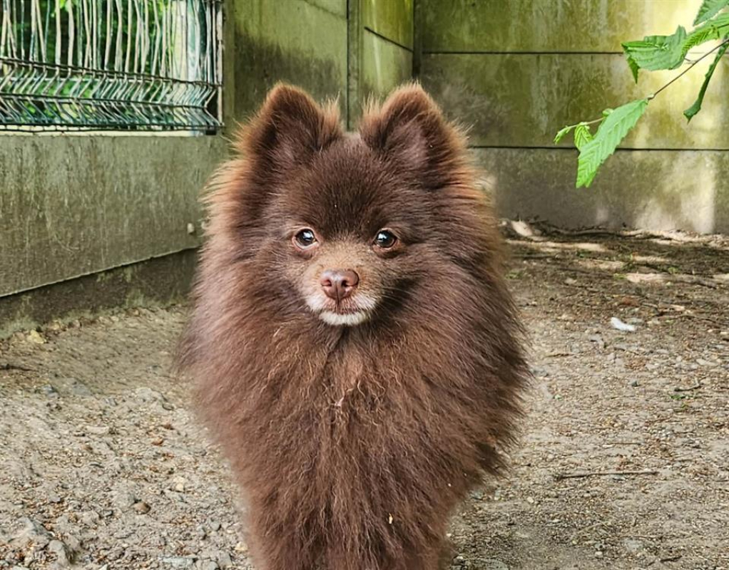 Photo de Viko