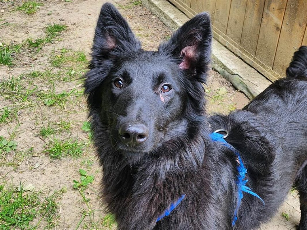 Atchoum - Chien Berger Belge Groenendael à adopter