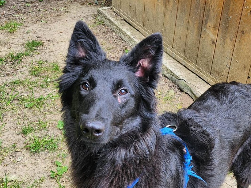 Atchoum - Chien Berger Belge Groenendael à adopter - photo 2