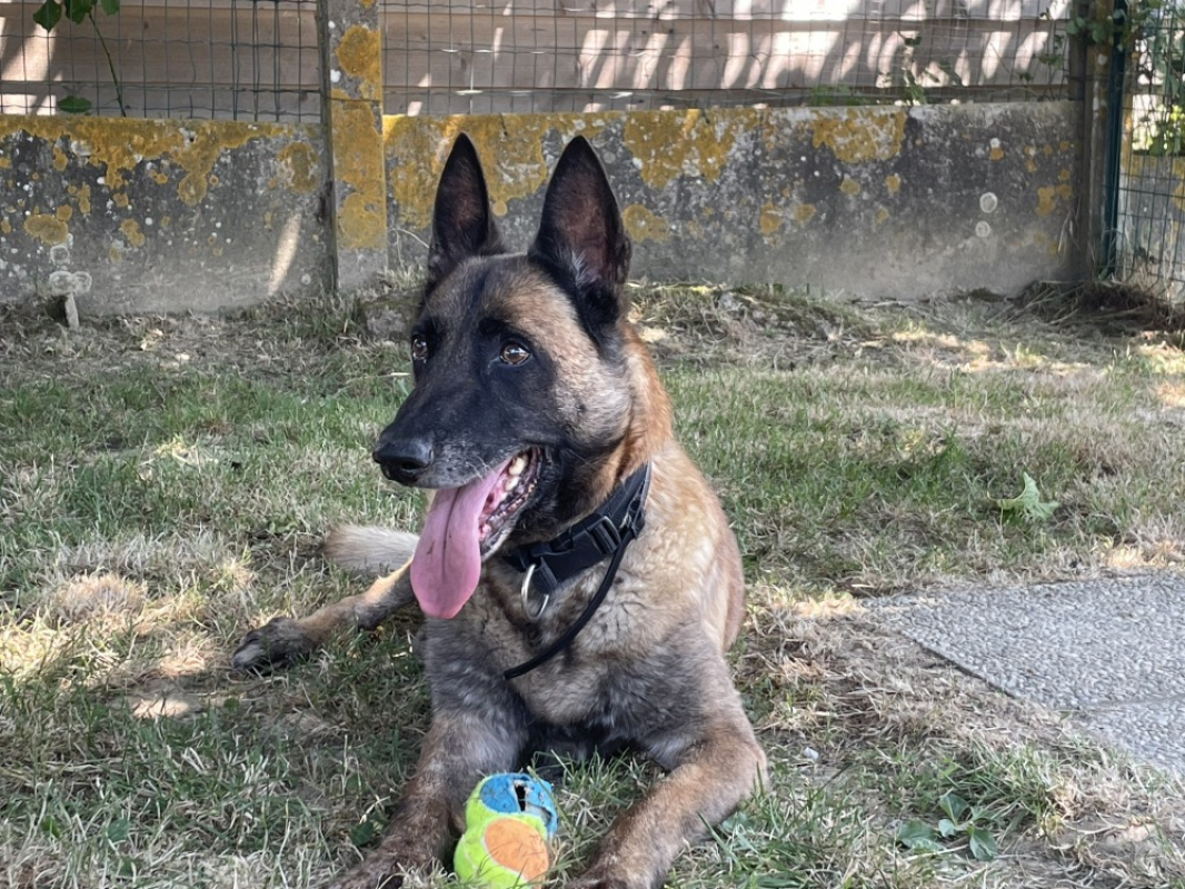 Junior - Chien Berger Belge Malinois à adopter