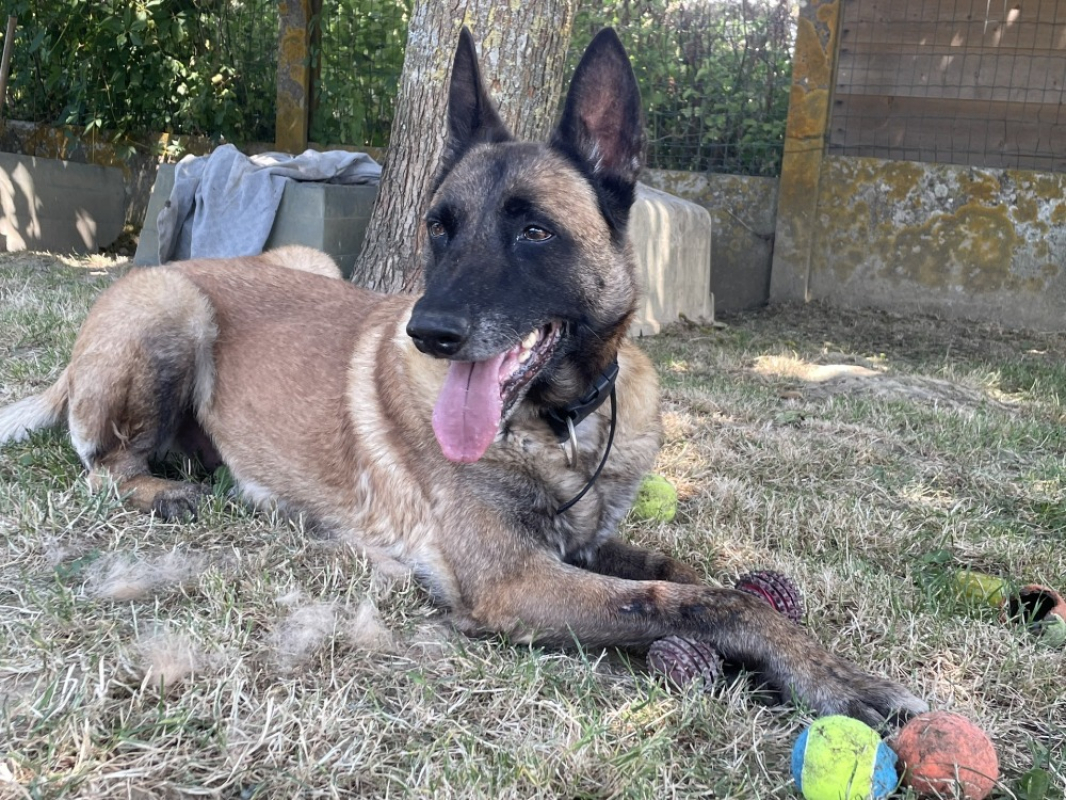 Junior - Chien Berger Belge Malinois à adopter - photo 2